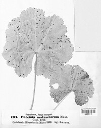 Puccinia malvacearum image
